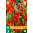 Karta - Tulipán - Praestans Zwanenburg Variety (10 cibulí) "B"