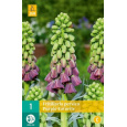 Karta - Řepčík - Fritillaria Persica Purple Favorite (1 cibule) "C"