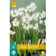 Karta - Narcis - Potnarcis Paperwhite  (3 cibule) "C"