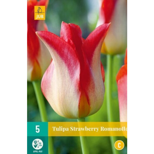 Karta - Tulipán - Strawberry Romanoff (5 cibulí) "C"