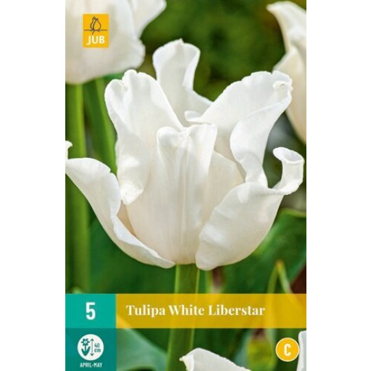 Karta - Tulipán - White Liberstar (5 cibulí) "C"