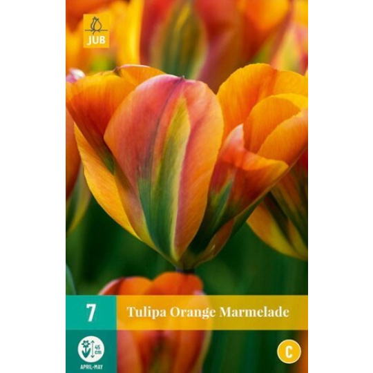 Karta - Tulipán - Orange Marmelade (7 cibulí) "C"