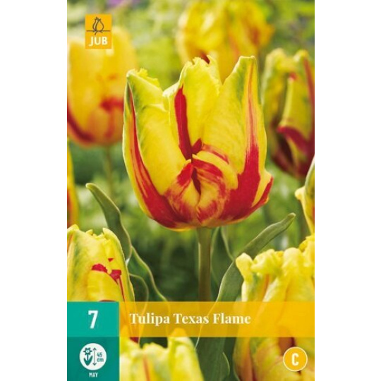 Karta - Tulipán - Texas Flame (7 cibulí) "C"