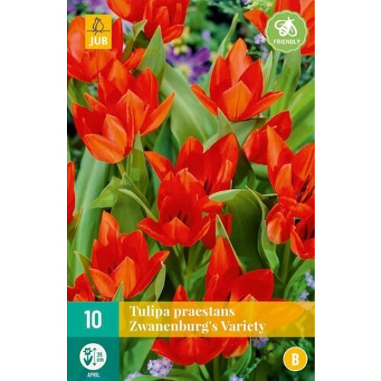 Karta - Tulipán - Praestans Zwanenburg Variety (10 cibulí) "B"