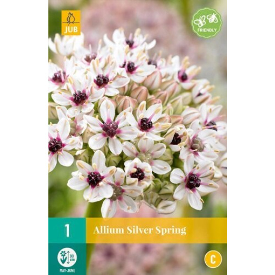 Karta - Česnek - Allium Silver Spring (1 cibule) "C"