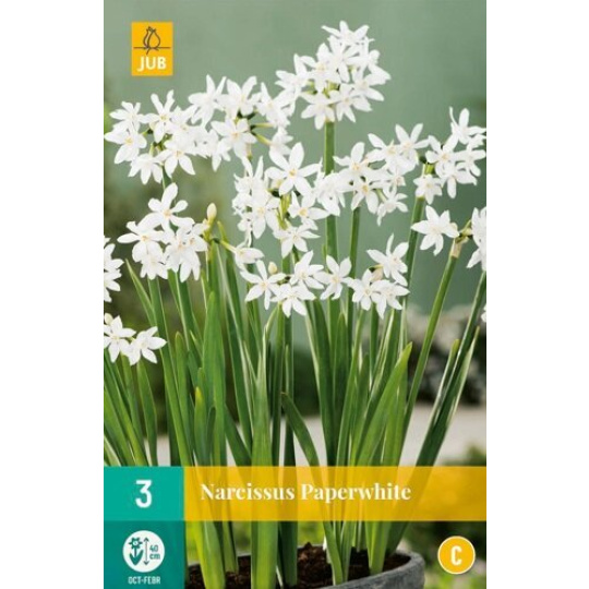 Karta - Narcis - Potnarcis Paperwhite  (3 cibule) "C"