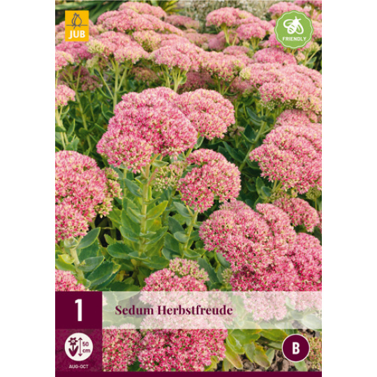 Karta - Rozchodník SEDUM HERBSTFREUDE (1 hlíza) "B"