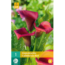 Karta - Kala (Kornoutice) Zantedeschia CALLAFORNIA RED (1 cibule) "B"