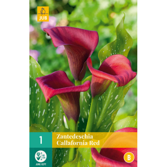 Karta - Kala (Kornoutice) Zantedeschia CALLAFORNIA RED (1 cibule) "B"