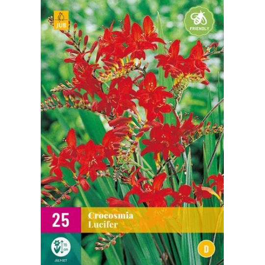 Karta XXL - Montbrécie (Crocosmia) LUCIFER (25 cibulí) "E"