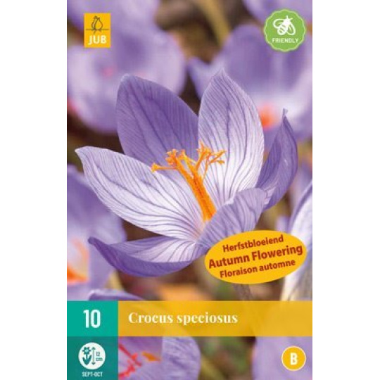 Karta - Krokus - Crocus Speciosus (10 cibule) "B"