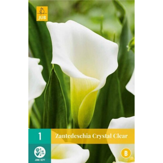 Karta - Kala (Kornoutice) Zantedeschia CRYSTAL CLEAR (1 cibule) "B"