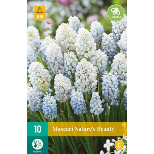 Karta - Modřenec - Muscari Nature´s Beauty (10 cibulí) "C"