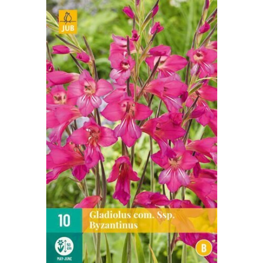 Karta - Mečík - Gladiolus Com. SSP. Byzantinus (10 cibulí) "B"