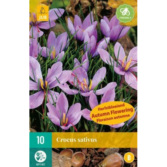 Karta - Krokus - Crocus Sativus (10 cibule) "B"