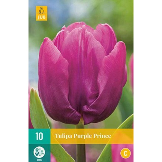 Karta - Tulipán - Purple Prince (10 cibulí) "C"