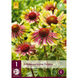 Karta - Třapatka Echinacea GREEN TWISTER (1 hlíza) "C"