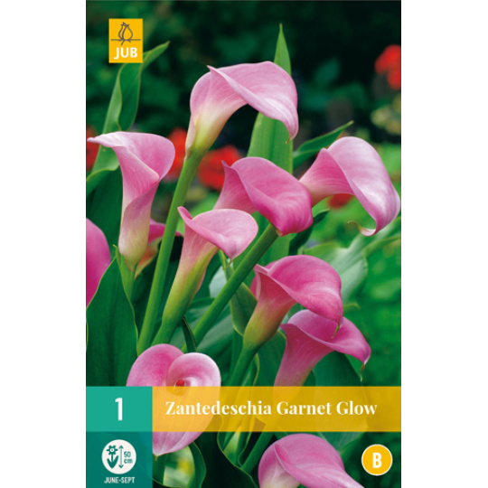 Karta - Kala (Kornoutice) Zantedeschia GARNET GLOW (1 cibule) "B"