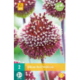 Karta - Česnek - Allium Red Mohican (2 cibule) "C"