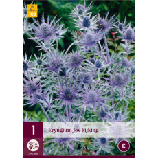 Karta - Eryngium JOS EIJKING (1 hlíza) "C"