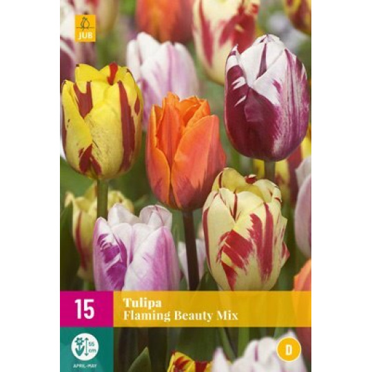 Karta XXL - Tulipán - Flaming Beauty Mix (15 cibulí) "D"