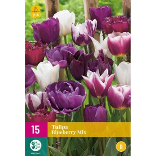 Karta XXL - Tulipán - Blueberry Mix (15 cibulí) "E"