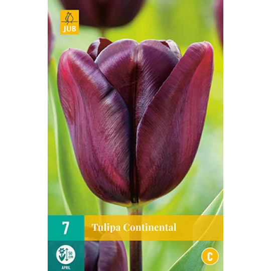 Karta - Tulipán - Continental (7 cibulí) "C"